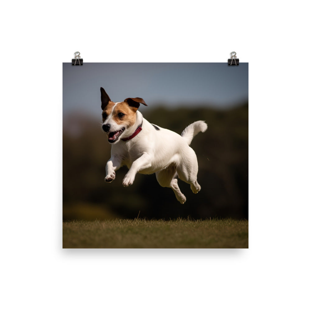 Spirited Jack Russell Terrier at Play photo paper poster - Posterfy.AI