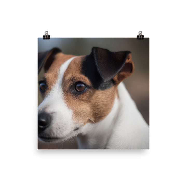 Jack Russell Terriers Inquisitive Stare photo paper poster - Posterfy.AI