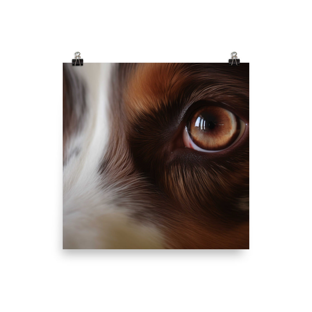 Inquisitive and intelligent: Australian Shepherd photo paper poster - Posterfy.AI