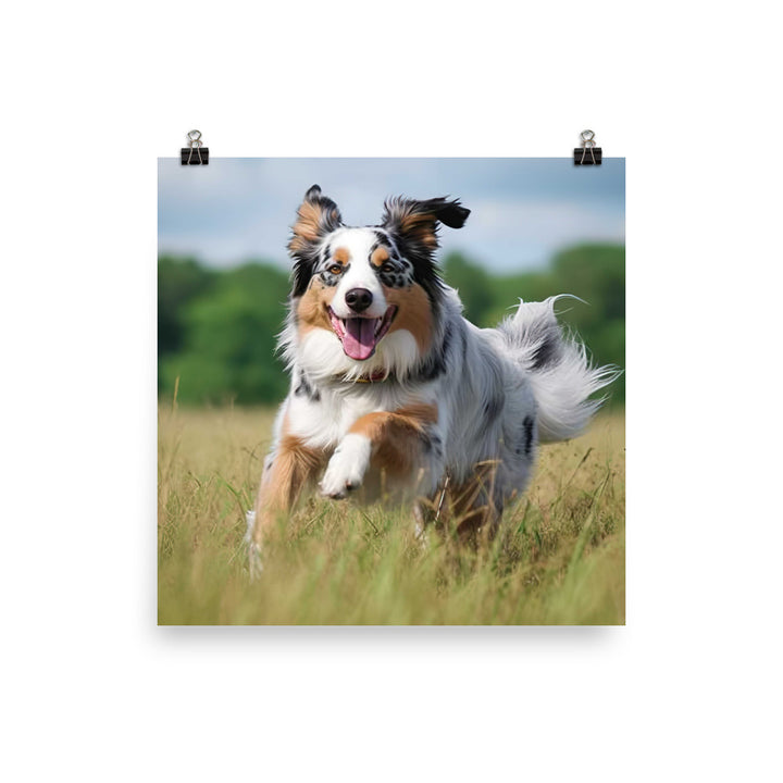 Graceful and loyal: Australian Shepherd photo paper poster - Posterfy.AI