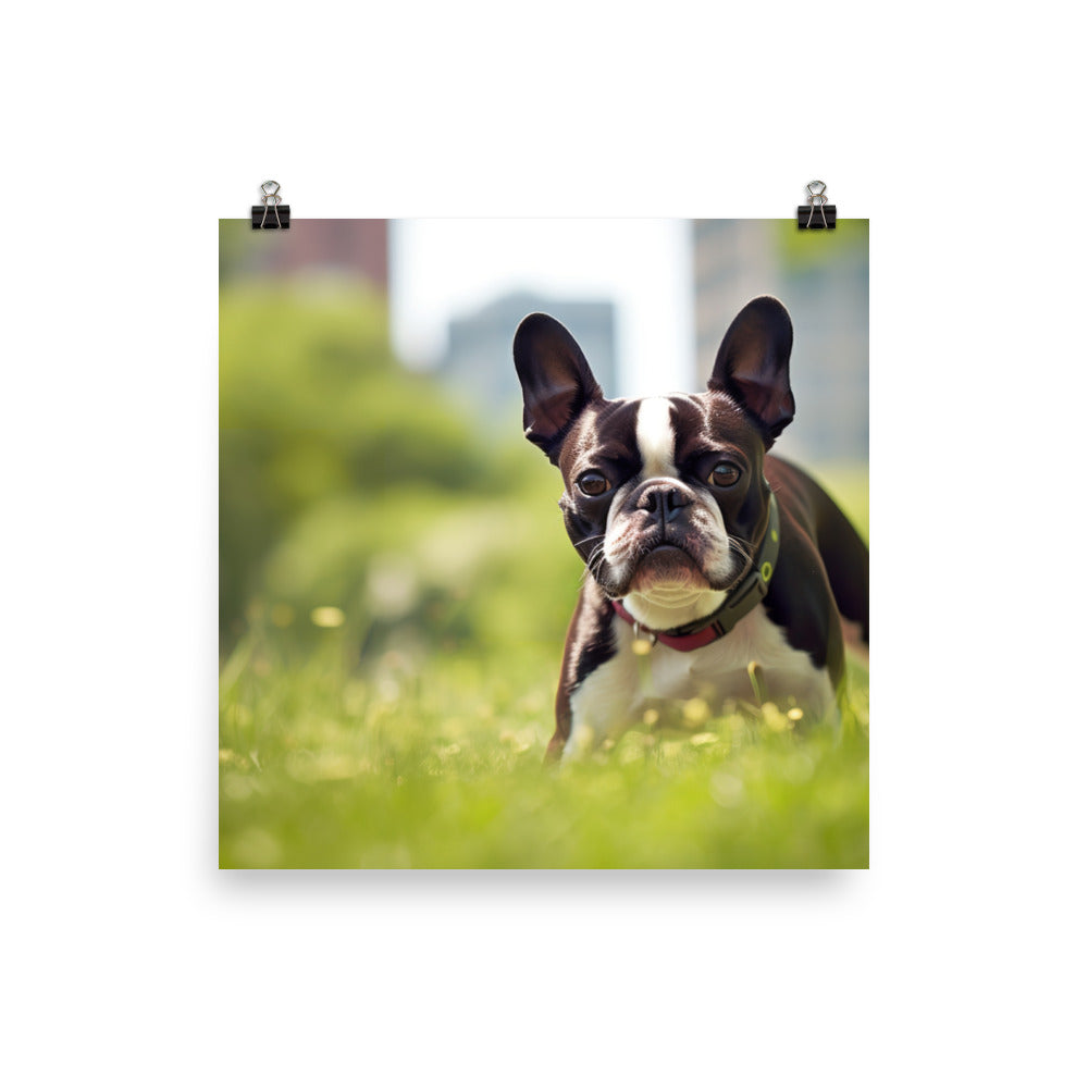 Spunky Boston Terrier in the Park photo paper poster - Posterfy.AI