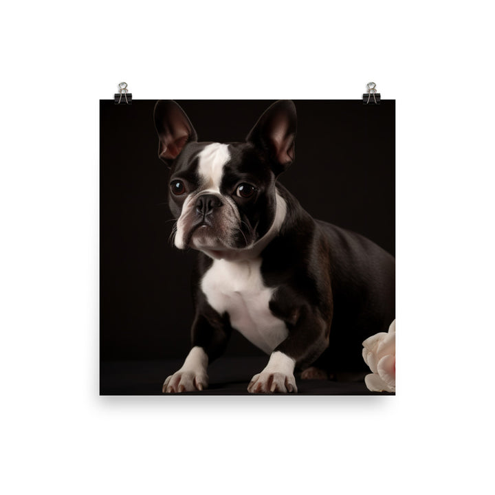 Elegant Boston Terrier Portrait photo paper poster - Posterfy.AI