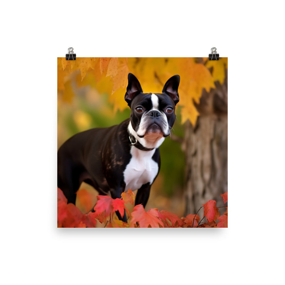 Boston Terrier with Fall Colors photo paper poster - Posterfy.AI
