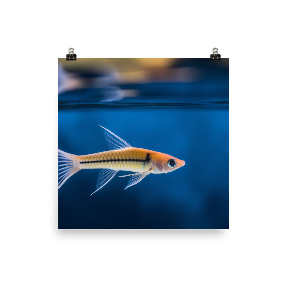 Elegant Swordtail Fish Floating in Serene Waters Photo paper poster - Posterfy.AI