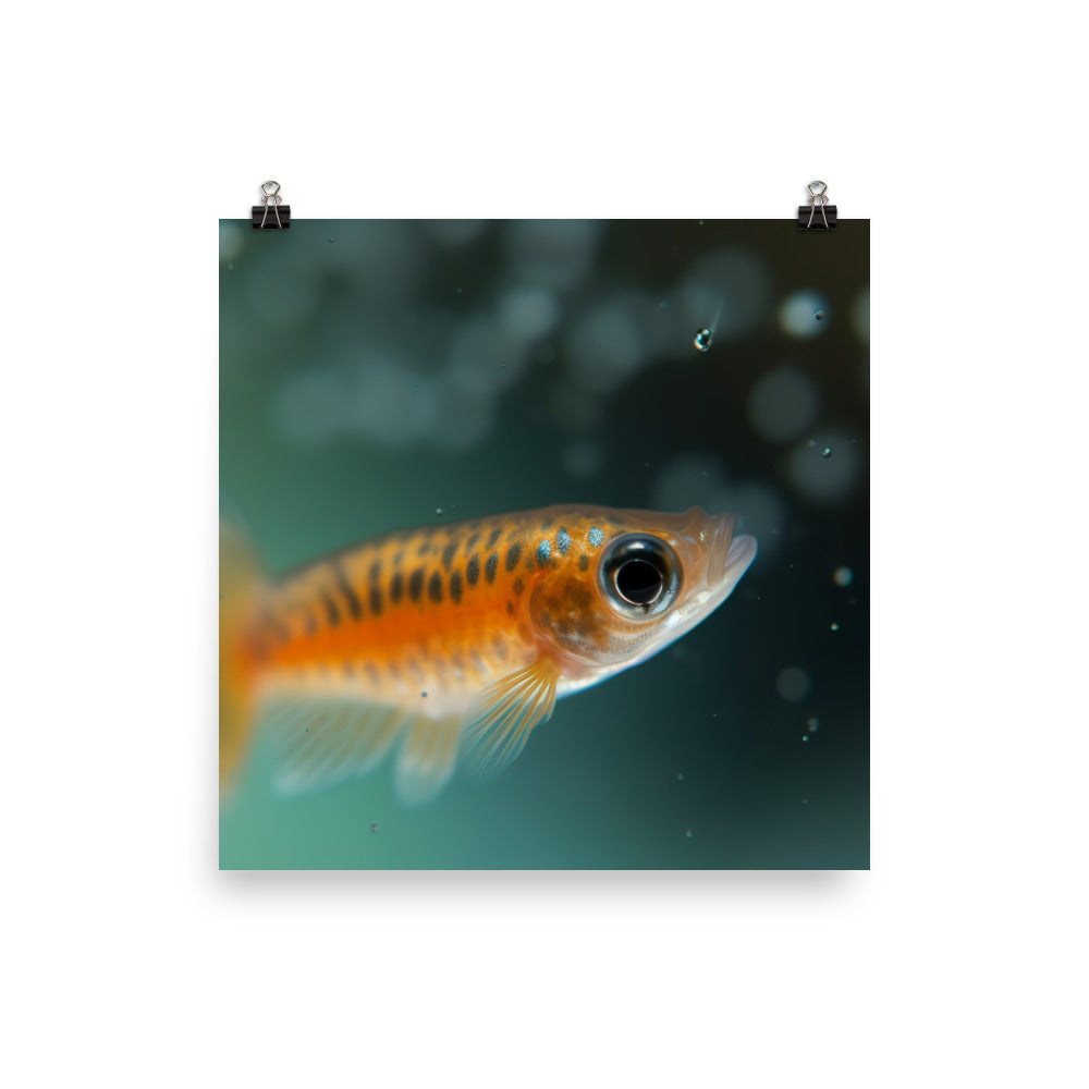 Intriguing Guppy Fry in Isolation Tank Photo paper poster - Posterfy.AI
