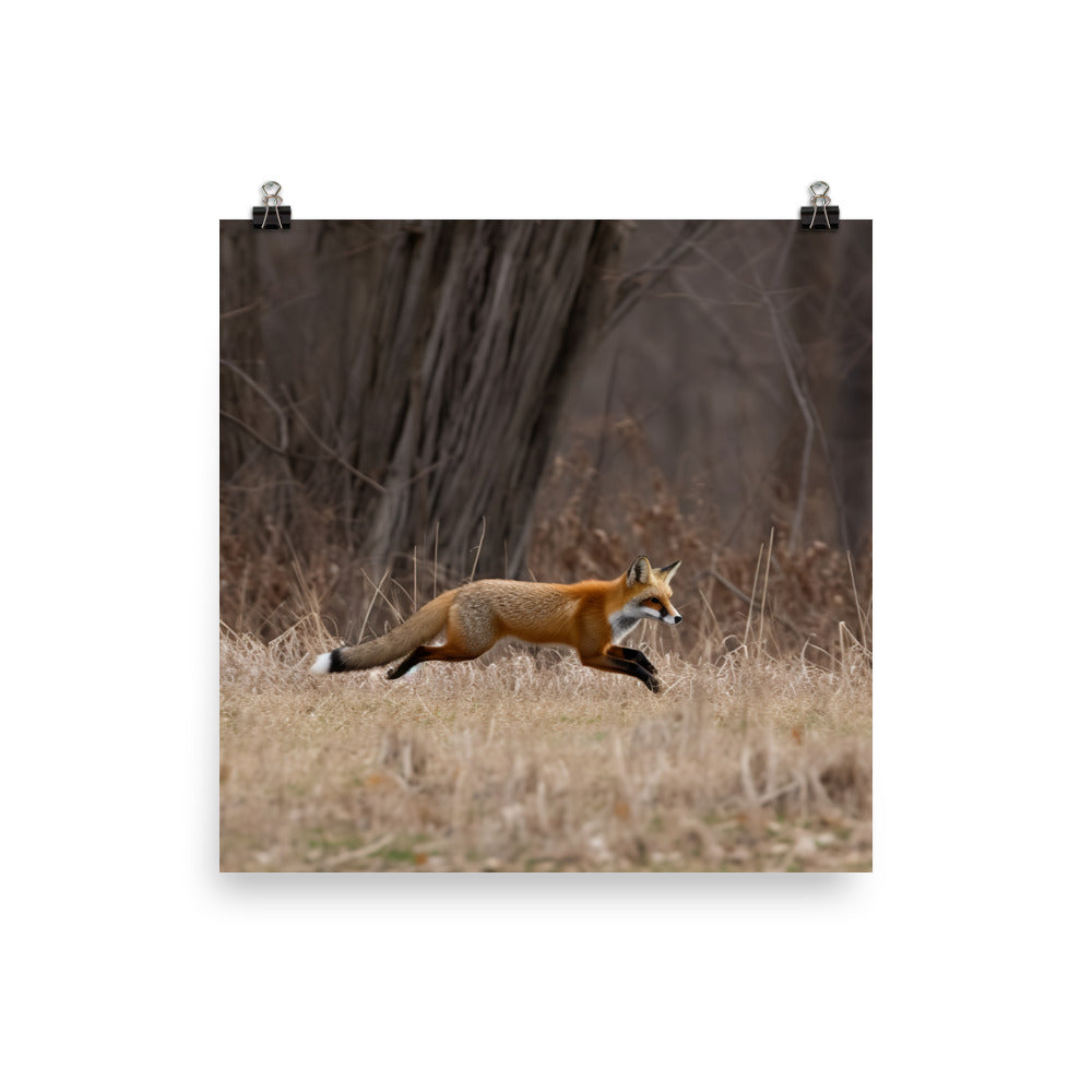 Red Fox Hunting for Prey Photo paper poster - Posterfy.AI