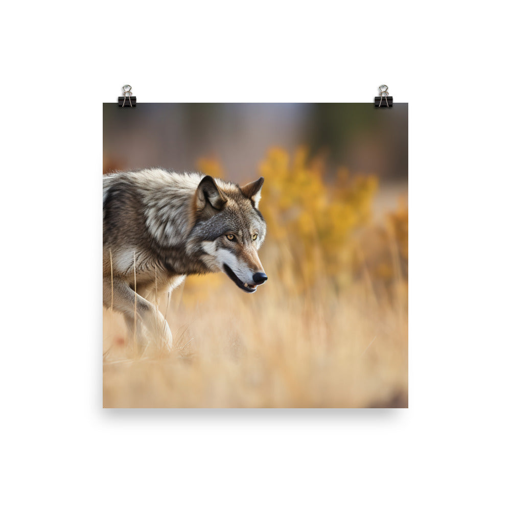 Majestic Gray Wolf Stalking Prey Photo paper poster - Posterfy.AI