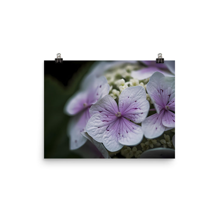 Purple and White Hydrangea Close-Up photo paper poster - Posterfy.AI