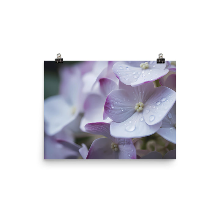 Purple and White Hydrangea Close-Up photo paper poster - Posterfy.AI