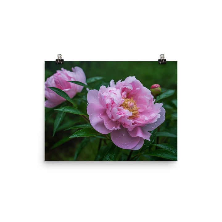 Peony Blossoms in the Morning Dew photo paper poster - Posterfy.AI