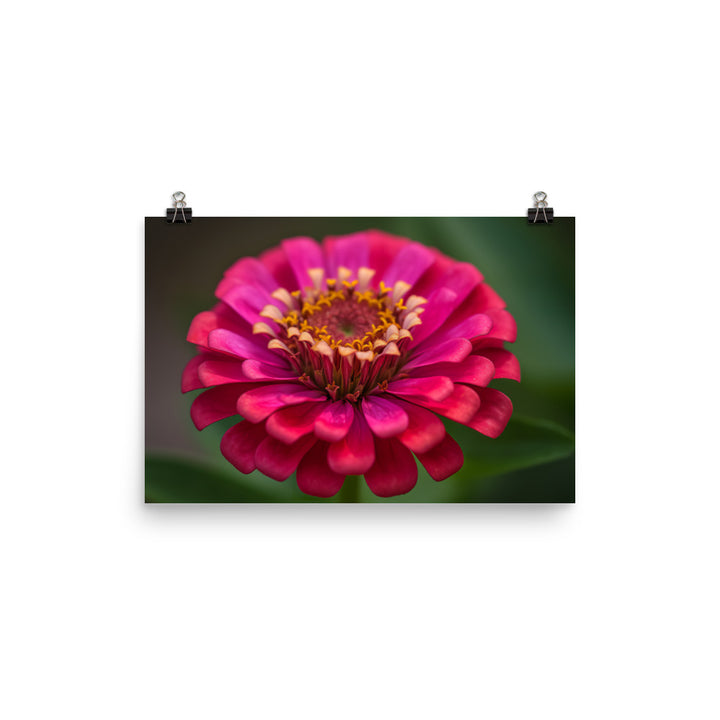 Vibrant Zinnias in Full Bloom photo paper poster - Posterfy.AI