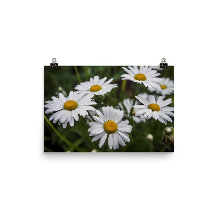 Daisies in the Rain photo paper poster - Posterfy.AI