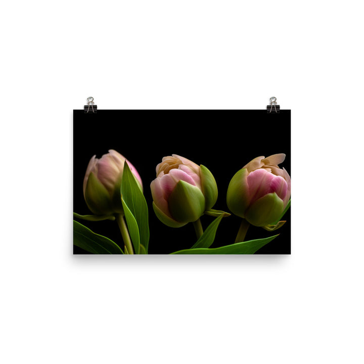 Peony Buds on the Verge of Blooming photo paper poster - Posterfy.AI