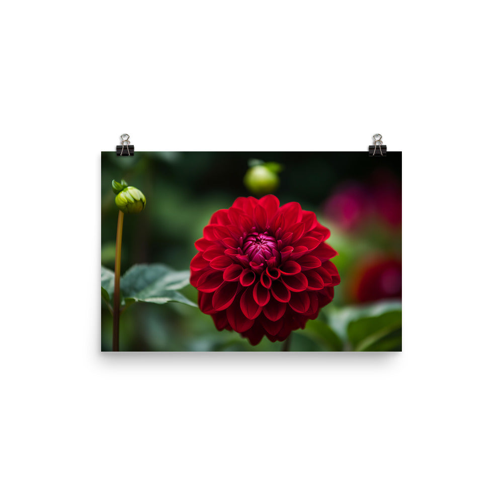 Crimson Dahlia in the Garden photo paper poster - Posterfy.AI
