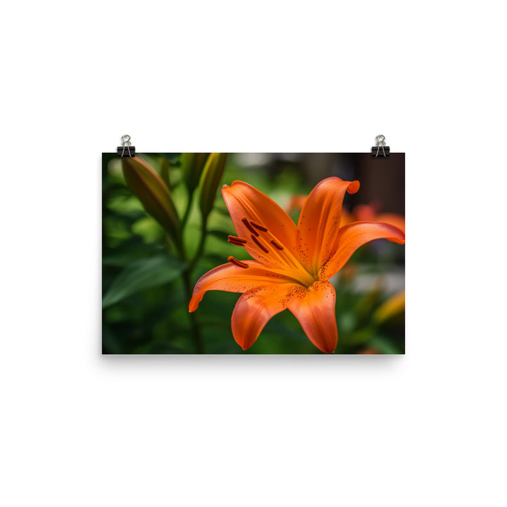 Orange Lily in the Garden photo paper poster - Posterfy.AI