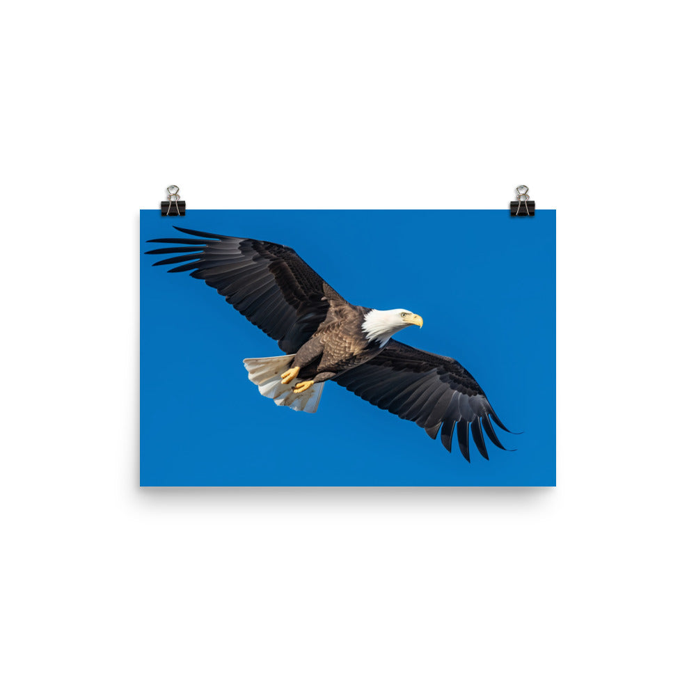 Beautiful Bald Eagle in Flight Against the Blue Sky photo paper poster - Posterfy.AI