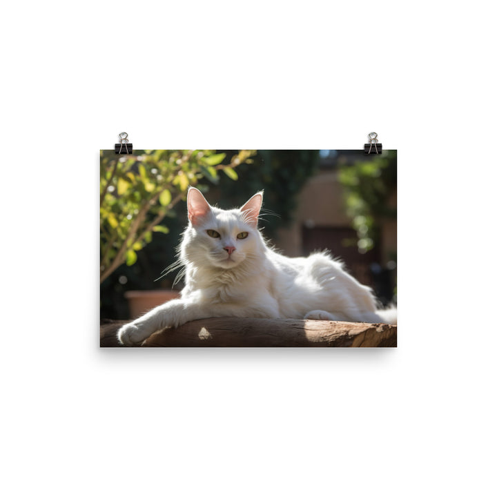 Graceful Turkish Angora relaxing in the sun photo paper poster - Posterfy.AI