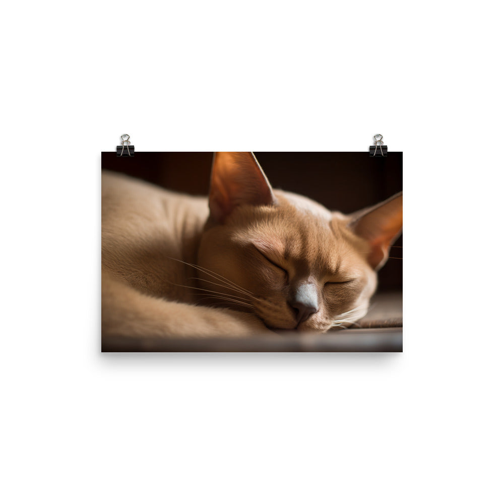 Sleeping Burmese Beauty photo paper poster - Posterfy.AI