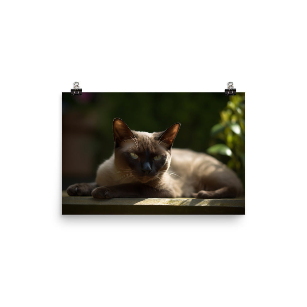 Burmese Relaxing in the Garden photo paper poster - Posterfy.AI