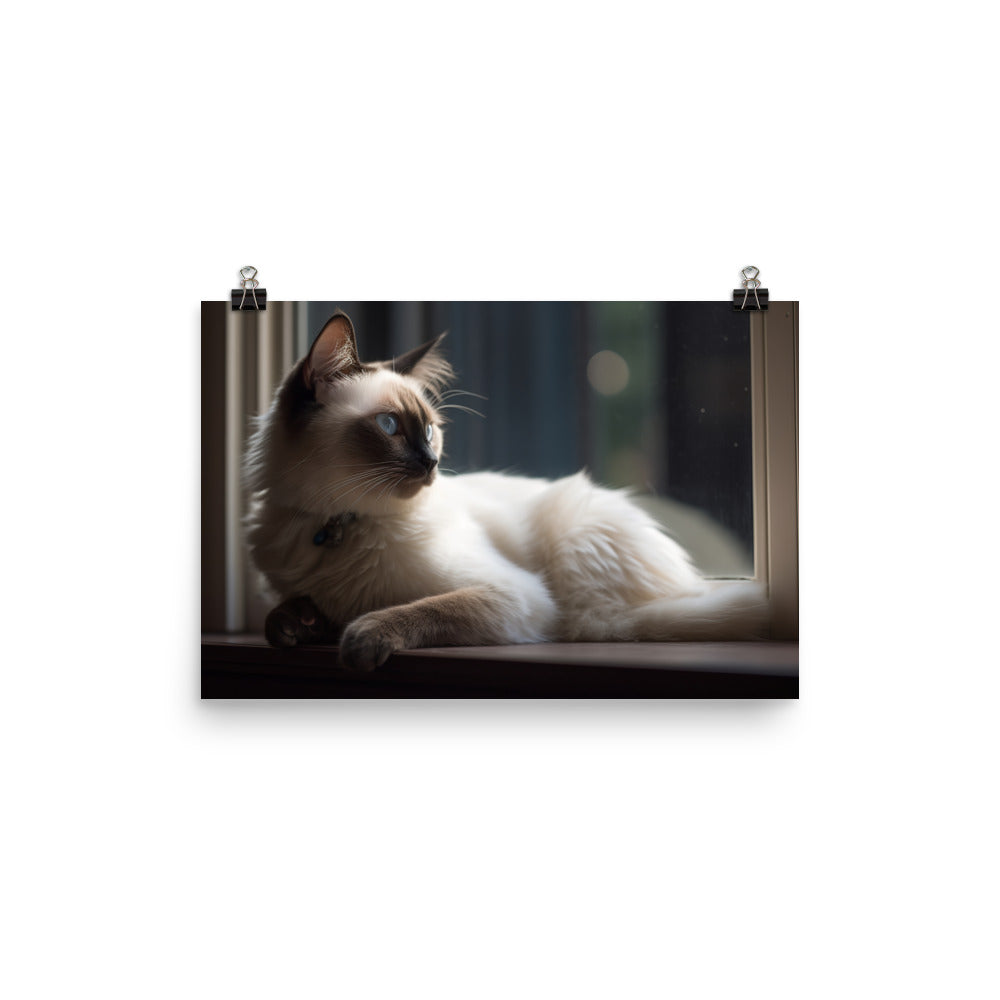 Graceful Balinese Cat Posing on the Window Sill photo paper poster - Posterfy.AI