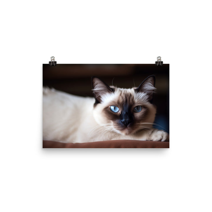 Gorgeous Balinese Cat Relaxing on the Couch photo paper poster - Posterfy.AI