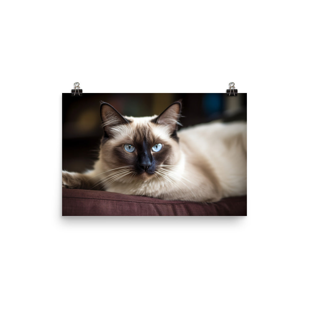 Gorgeous Balinese Cat Relaxing on the Couch photo paper poster - Posterfy.AI