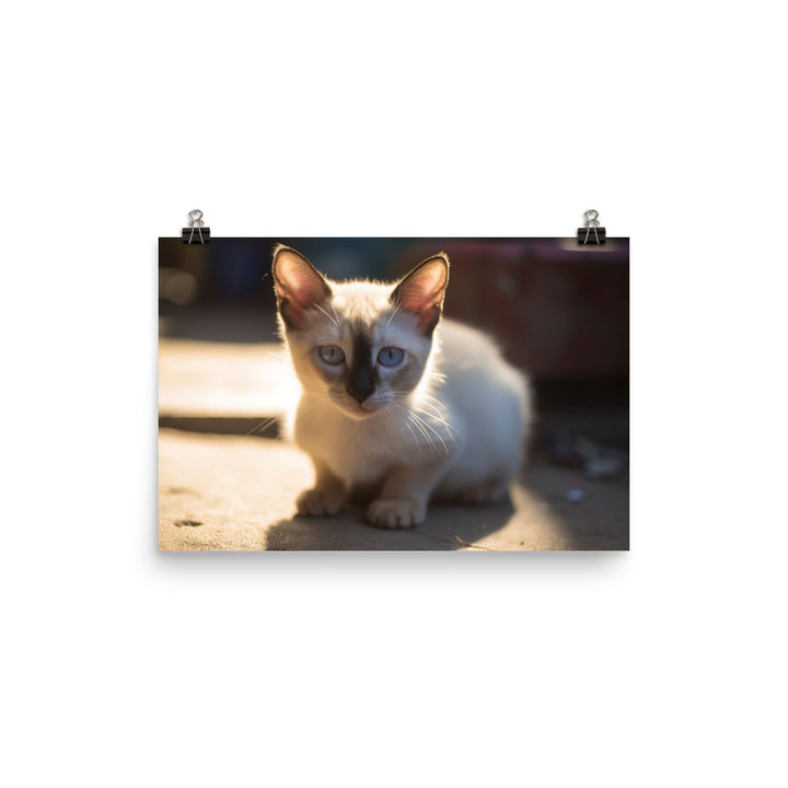 Curious Balinese Kitten in Sunlight photo paper poster - Posterfy.AI