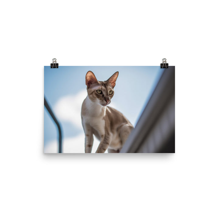 Adventurous Oriental Shorthair Climbing photo paper poster - Posterfy.AI