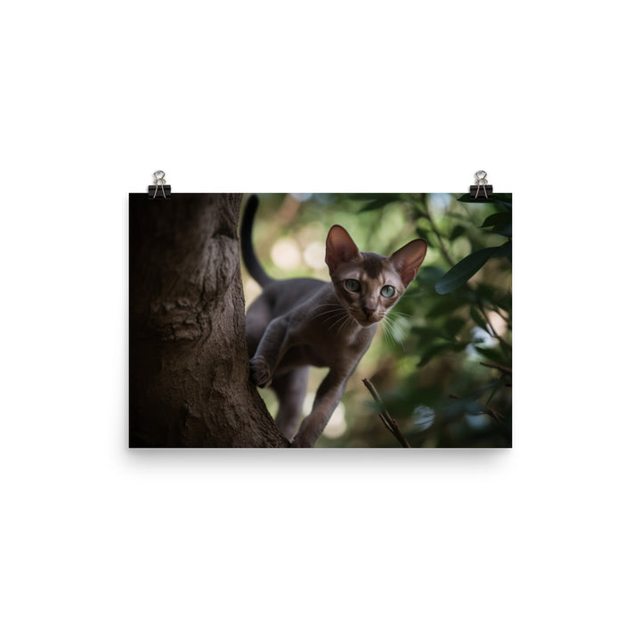 Adventurous Oriental Shorthair Climbing photo paper poster - Posterfy.AI