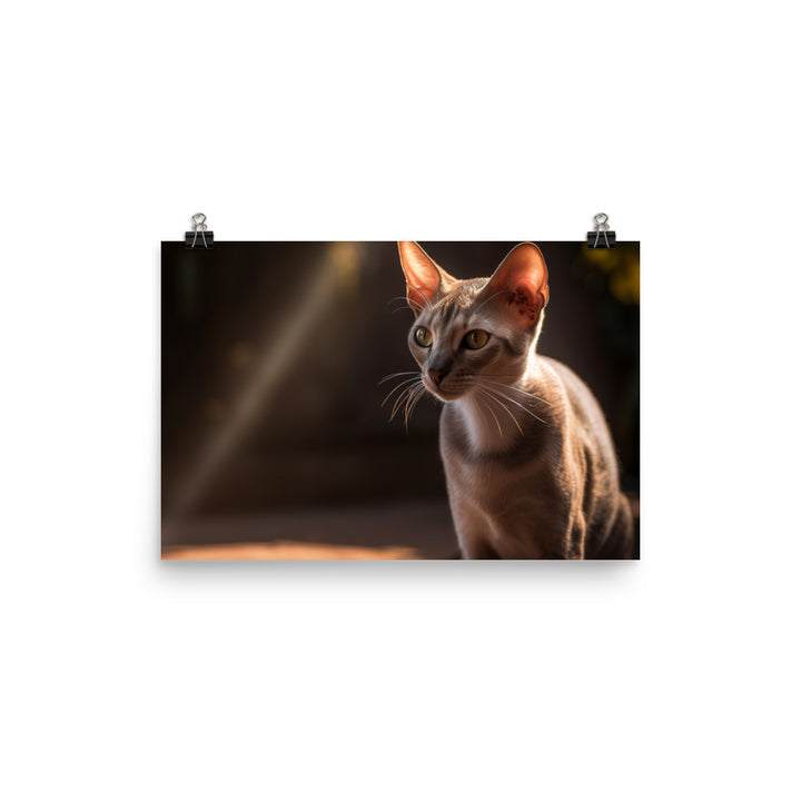 Curious Oriental Shorthair in Sunlight photo paper poster - Posterfy.AI