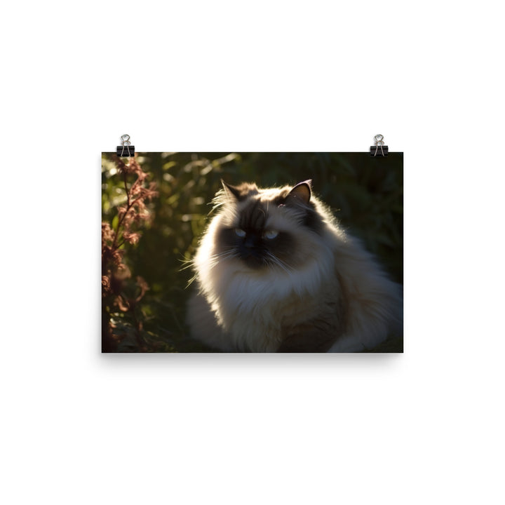 Himalayan cat enjoying a sunbeam photo paper poster - Posterfy.AI