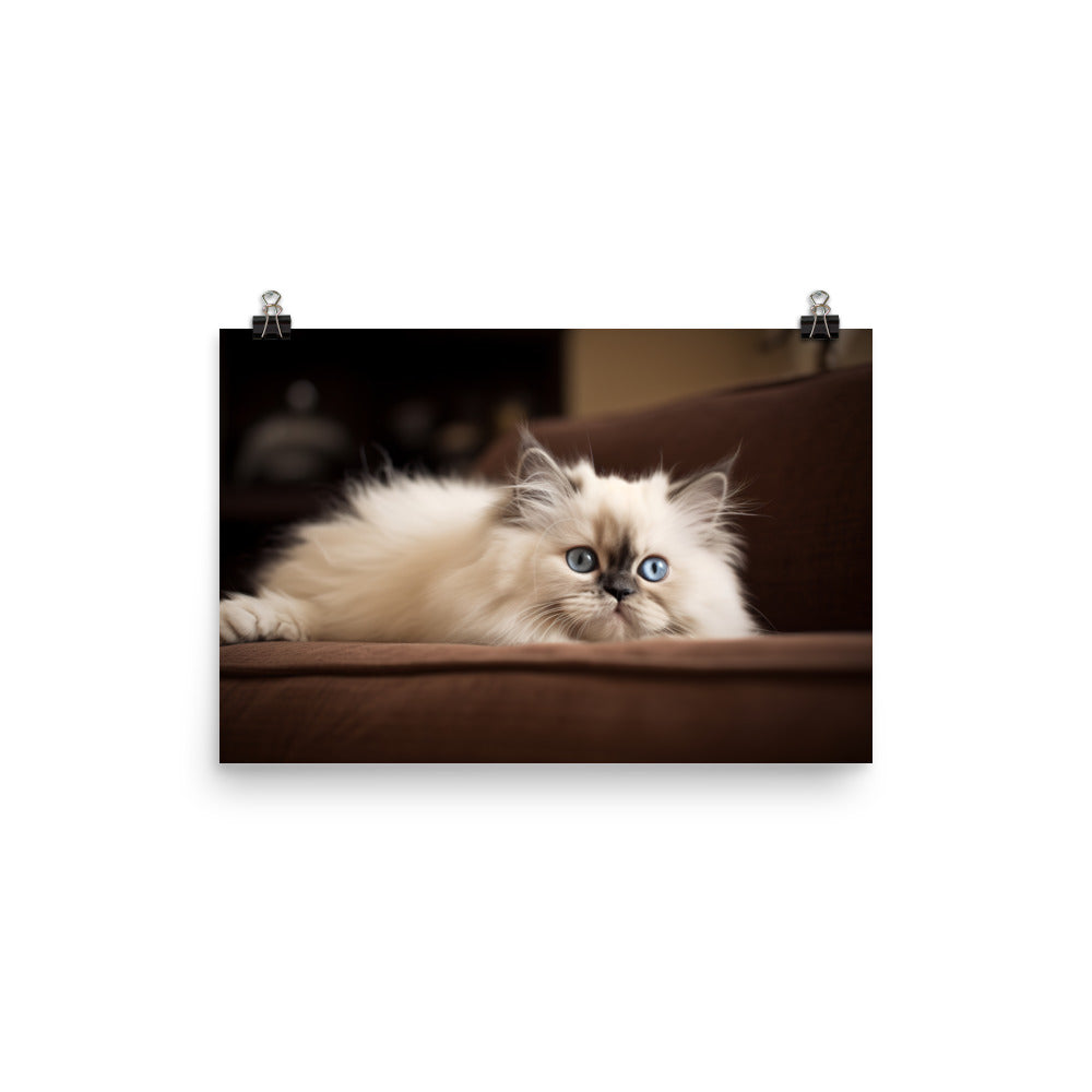 Adorable Himalayan Kitten resting on sofa photo paper poster - Posterfy.AI