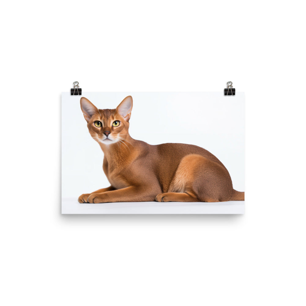Elegant Abyssinian on a white background photo paper poster - Posterfy.AI