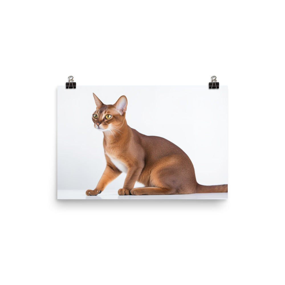 Elegant Abyssinian on a white background photo paper poster - Posterfy.AI