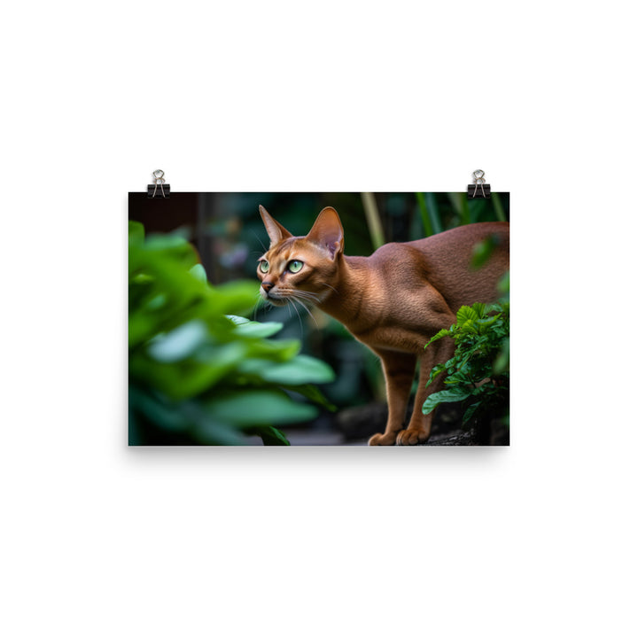 Curious Abyssinian exploring the garden photo paper poster - Posterfy.AI