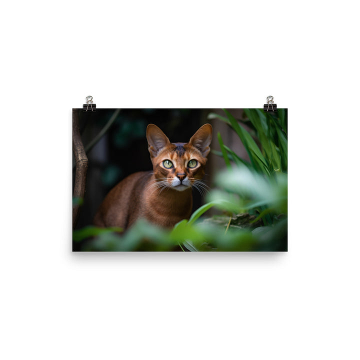 Curious Abyssinian exploring the garden photo paper poster - Posterfy.AI