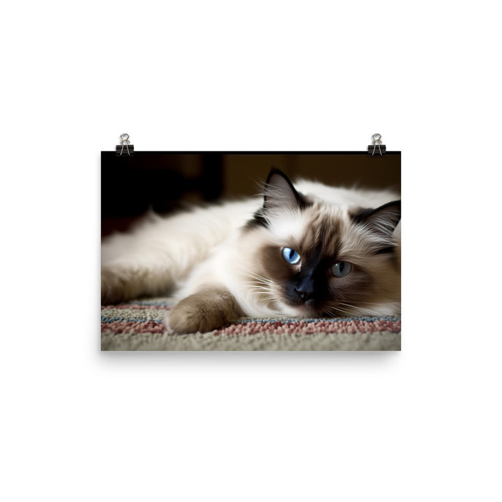 Fluffy Ragdoll Lounging on Plush Rug photo paper poster - Posterfy.AI