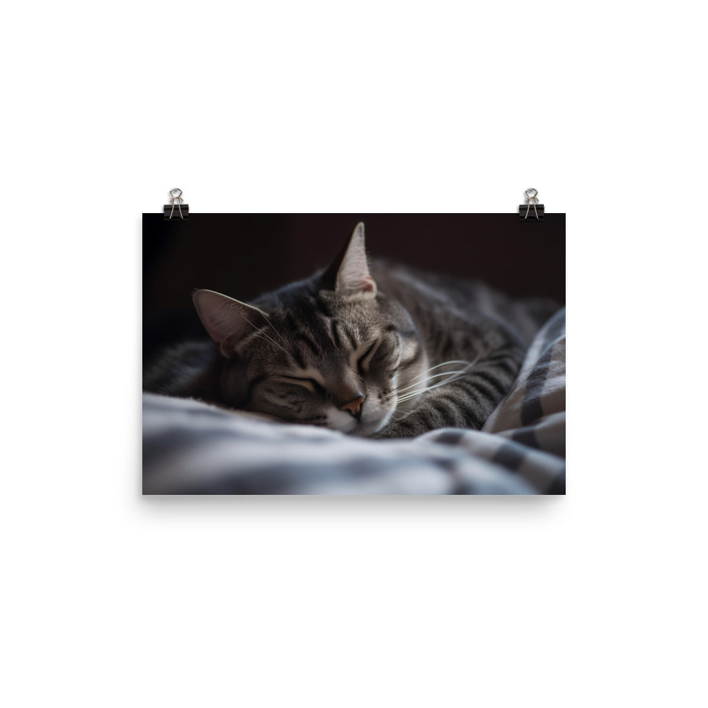 Sleeping American Shorthair in cozy bed photo paper poster - Posterfy.AI