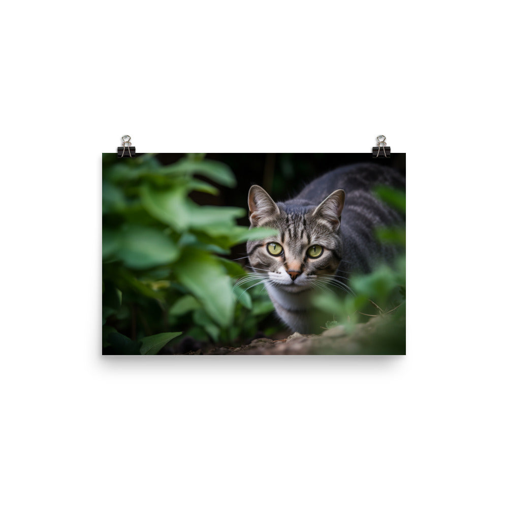 Curious American Shorthair exploring the garden photo paper poster - Posterfy.AI