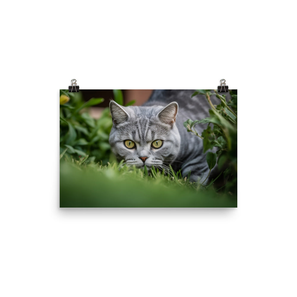 Curious American Shorthair exploring the garden photo paper poster - Posterfy.AI