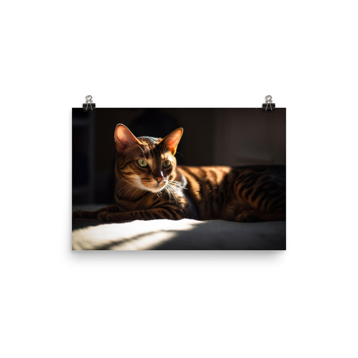 Majestic Bengal Cat Lounging in Sunbeam photo paper poster - Posterfy.AI