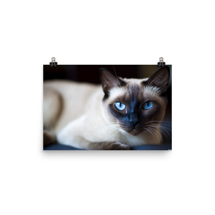 Groomed Siamese Sitting Pretty photo paper poster - Posterfy.AI