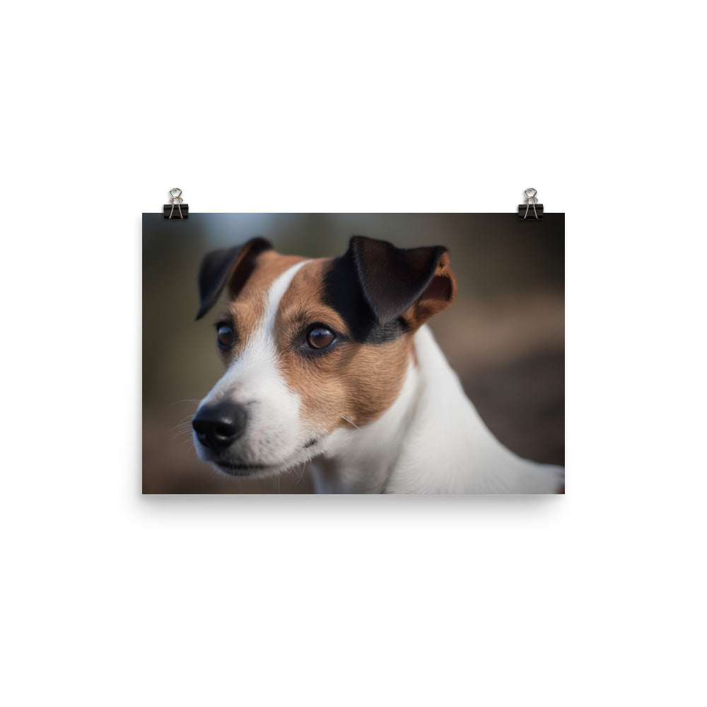 Jack Russell Terriers Inquisitive Stare photo paper poster - Posterfy.AI