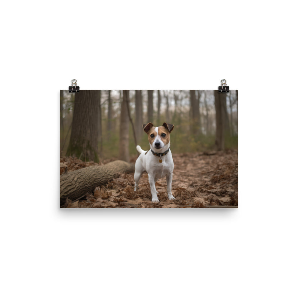 Adorable Jack Russell Terrier Posing for Camera photo paper poster - Posterfy.AI