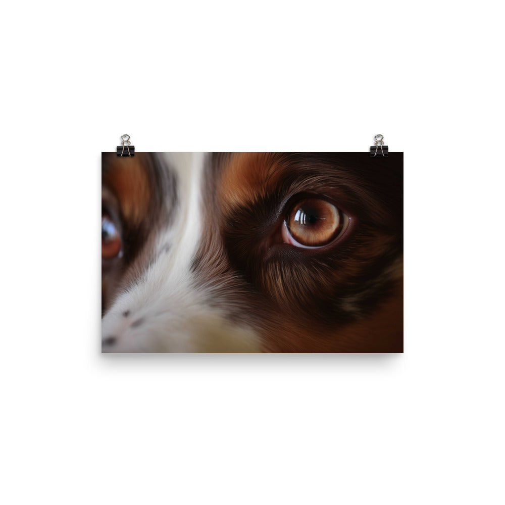 Inquisitive and intelligent: Australian Shepherd photo paper poster - Posterfy.AI