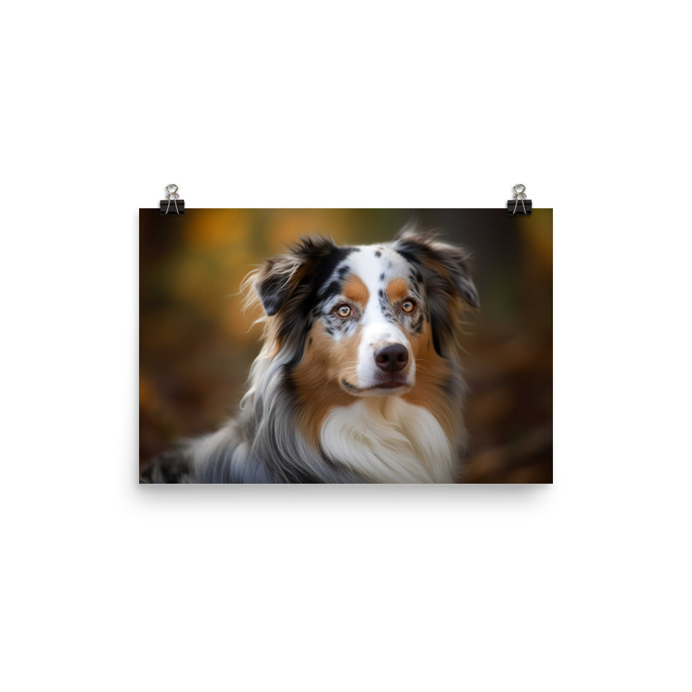 Graceful and loyal: Australian Shepherd photo paper poster - Posterfy.AI