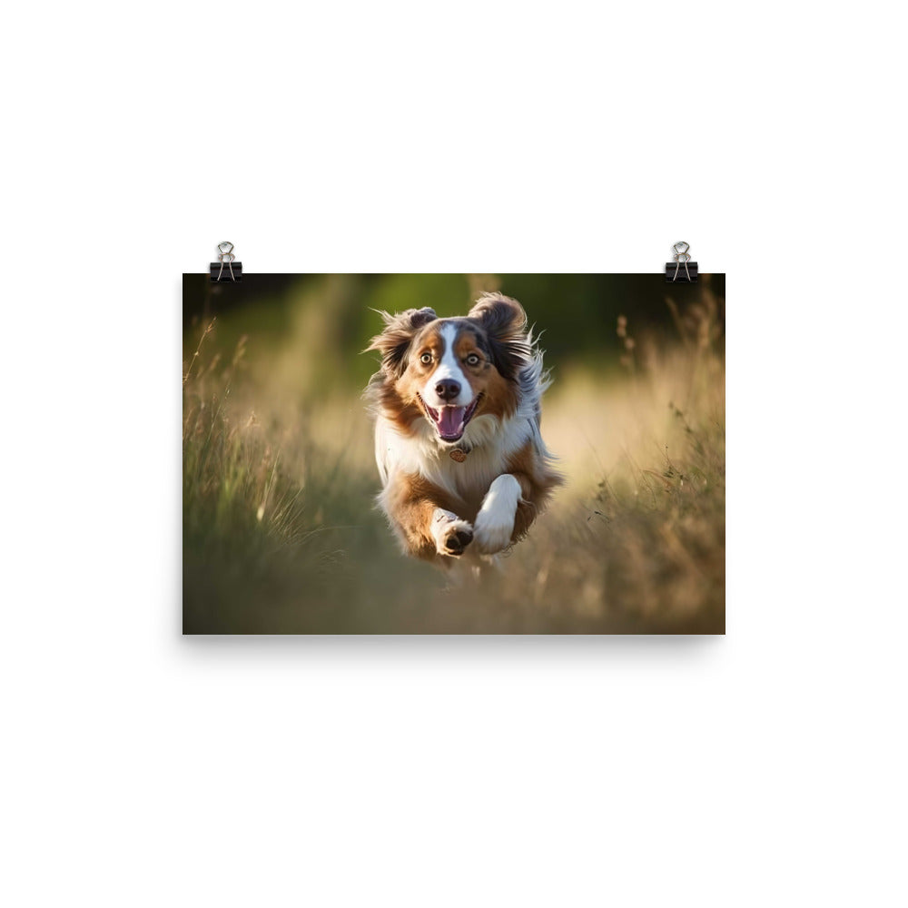 Graceful and loyal: Australian Shepherd photo paper poster - Posterfy.AI