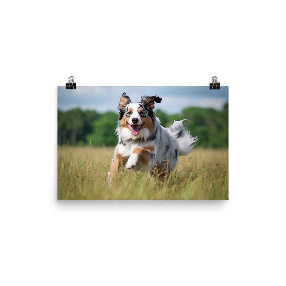 Graceful and loyal: Australian Shepherd photo paper poster - Posterfy.AI