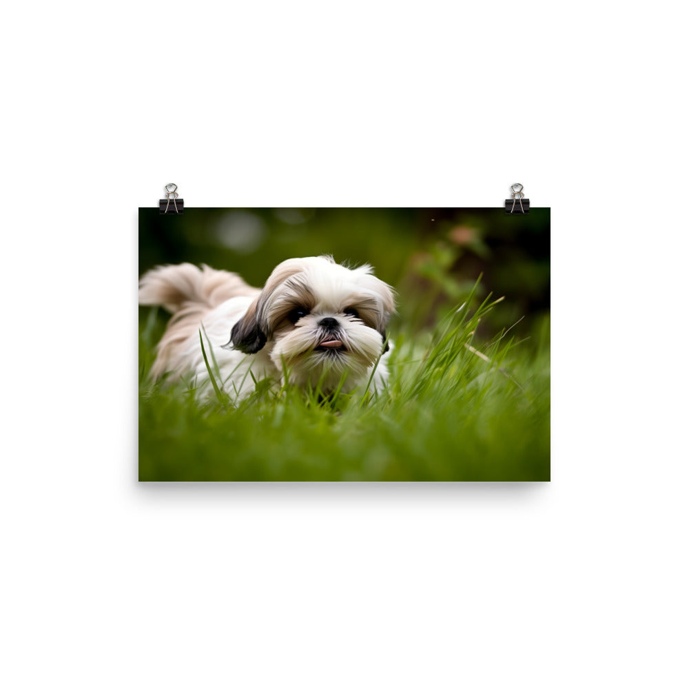 Playful Shih Tzu Enjoying the Outdoors photo paper poster - Posterfy.AI