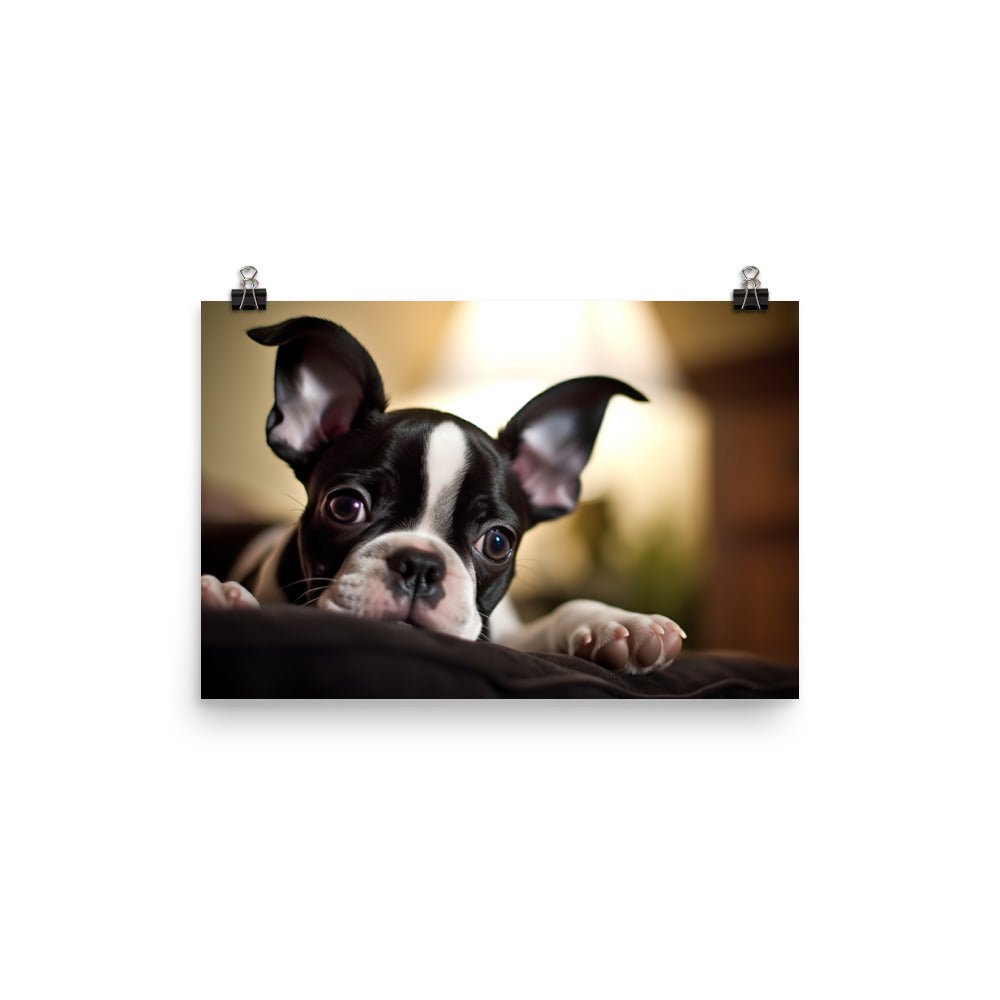 Boston Terrier Pup at Home photo paper poster - Posterfy.AI